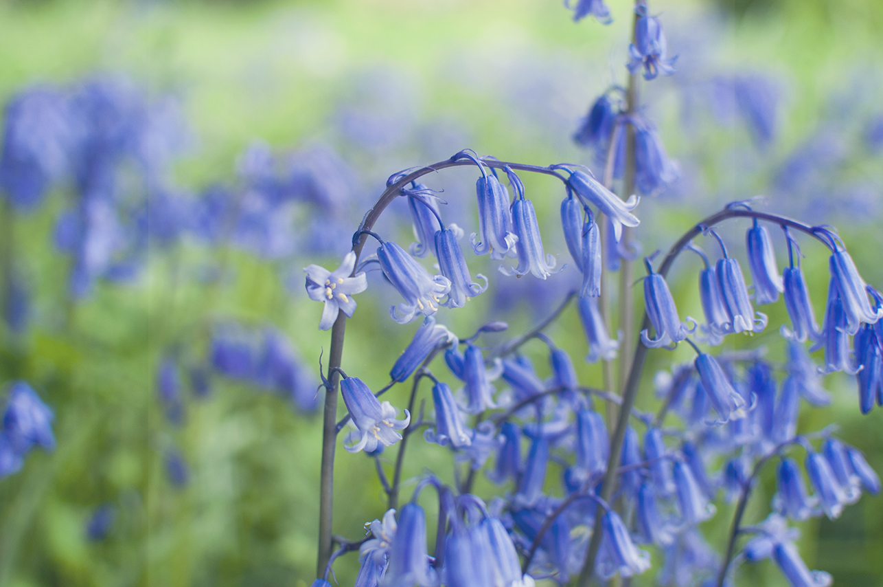 Collette Creative Photography - Collette Dobson, Collette O'Neill - Bluebell Walk at Catle Ward, National Trust, Downpatrick, Northern Ireland